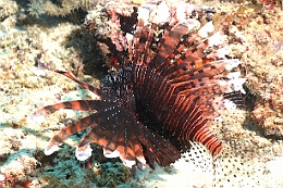 Sipadan_2015_Poisson lion_Pterois volitans_IMG_2365_rc